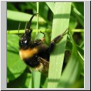 Bombus terrestris - Erdhummel 10.jpg
